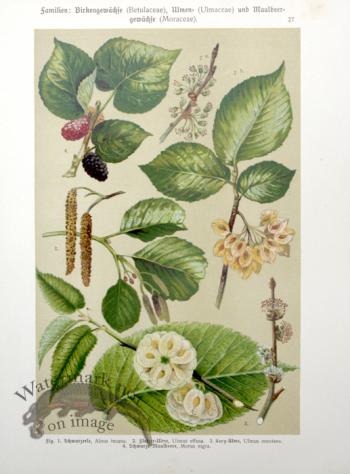 Botanical Atlas 1911 19